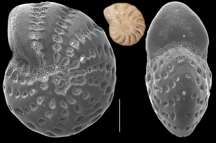 Elphidium fijiense Elphidium fijiense