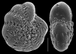 Elphidium gunteri