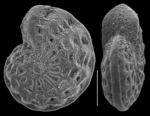 Elphidium limbatum