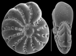Elphidium maorium