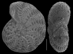 Elphidium milletti