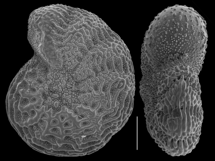 Elphidium milletti Elphidium milletti