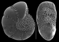Elphidium oceanicum, author: Le Coze, François