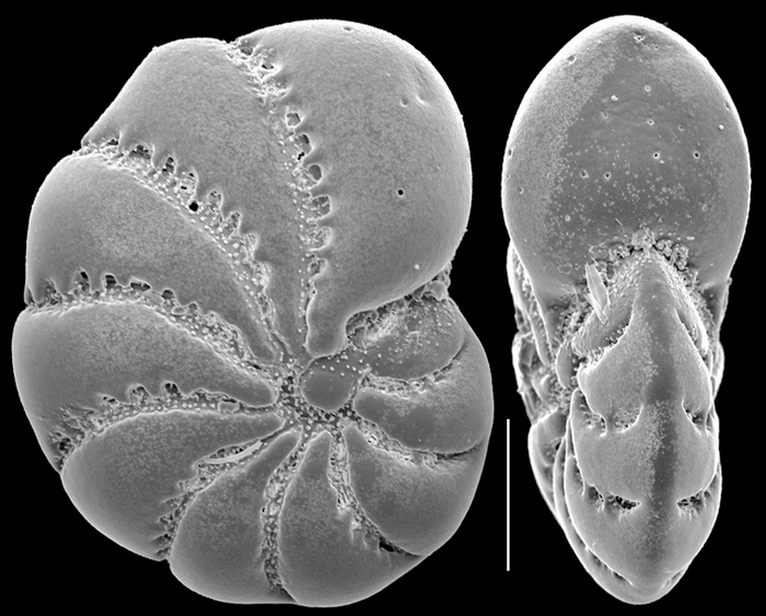 Elphidium maorium Hayward