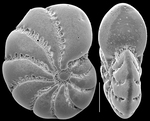 Elphidium tongaense