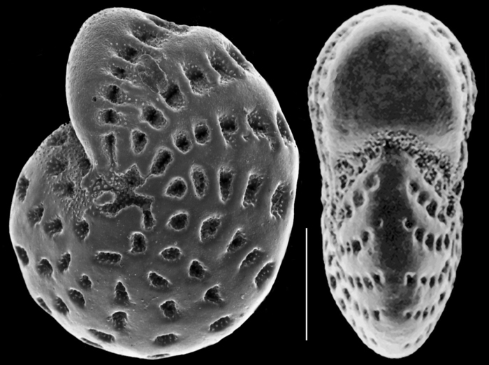 Elphidium williansoni Elphidium williansoni
