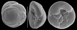 Eoeponidella pulchella