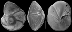 Eponides repandus
