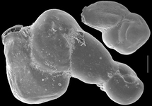Erichsenella schauinslandi, author: Le Coze, François