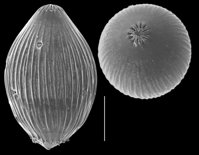 Euglandulina striatula