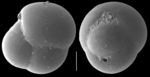 Eusphaeroidina inflata