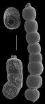 Euthymonacha polita