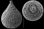Favulina favosopunctata