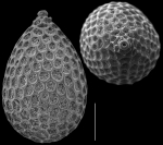 Favulina hexagoniformis
