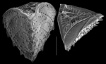 Chromista - Foraminifera (foraminifers)