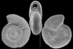 Fischerinella diversa