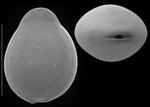 Fissurina bispinata