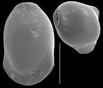 Fissurina castanea