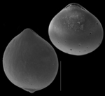 Fissurina globosocaudata