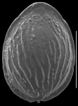 Fissurina laureata
