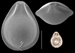 Fissurina periperforata