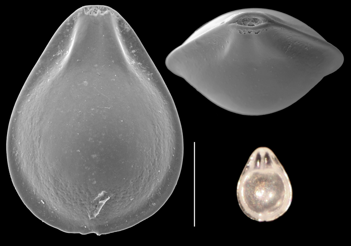 Fissurina periperforata