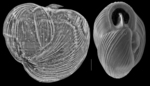 Flintina bradyana