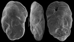 Floresina latissima