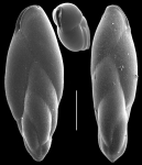 Fursenkoina schreibersiana