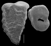 Gaudryina attenuata, author: Le Coze, François