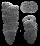 Gaudryina collinsi