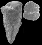 Gaudryina convexa
