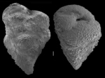 Gaudryina robusta