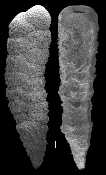 Gaudryina tenuis Gaudryina tenuis