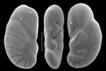 Geminospira brady