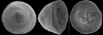 Glabratellina kermadecensis