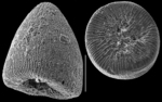 Glabratellina tabernacularis