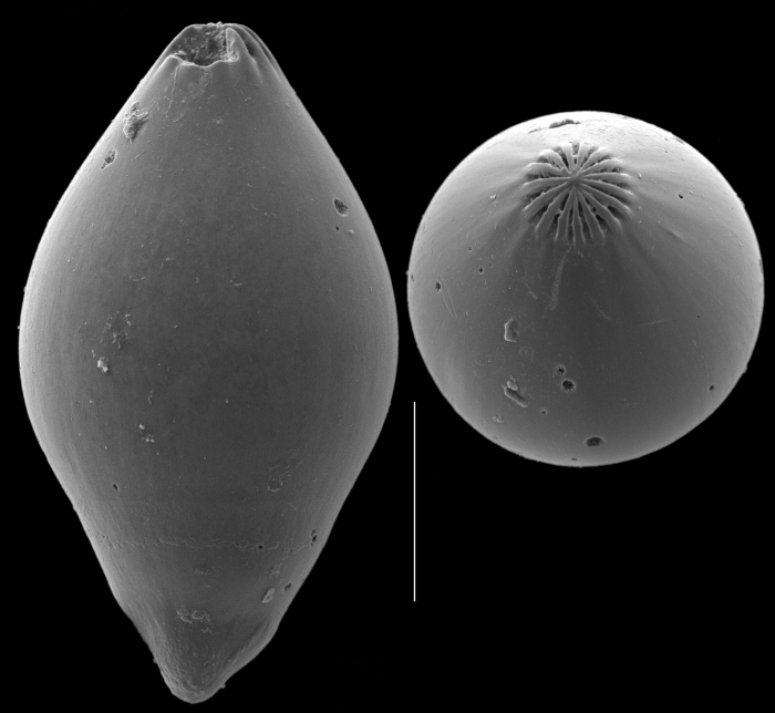 Glandulina laevigata Glandulina laevigata