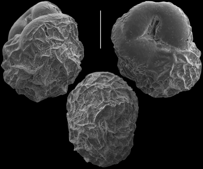 Globocassidulina decorata Globocassidulina decorata