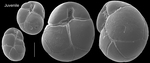 Globocassidulina parva