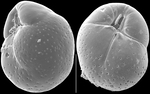 Globocassidulina subglobosa
