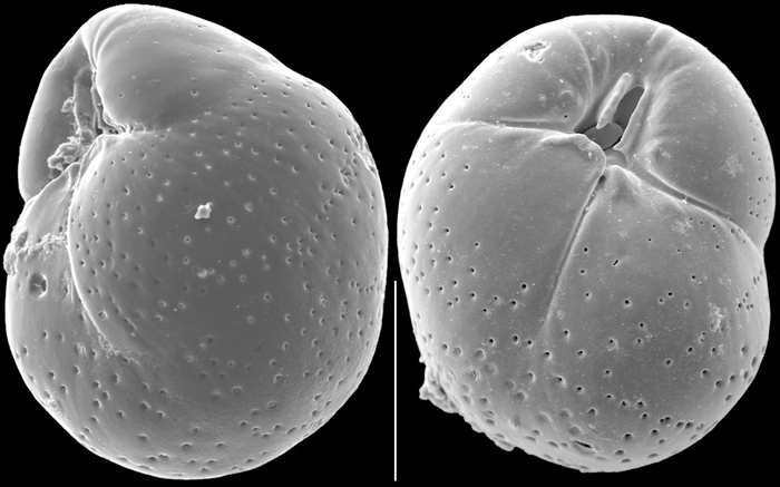 Globocassidulina subglobosa Globocassidulina subglobosa