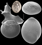 Globulina gibba, author: Le Coze, François