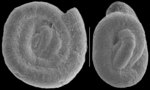 Glomospira gordialis