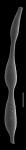 Grigelis orectus