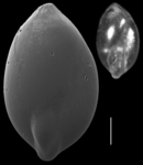 Guttulina yamazakii