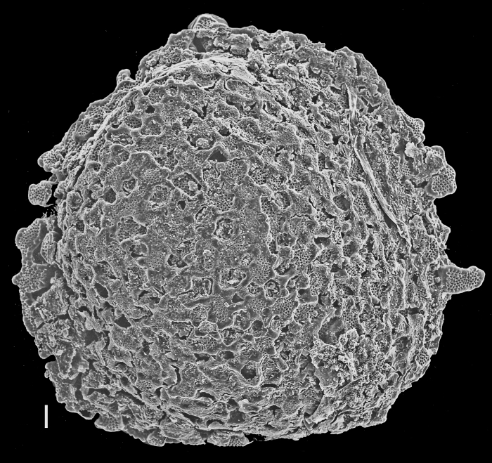 Gypsina vesicularis Gypsina vesicularis