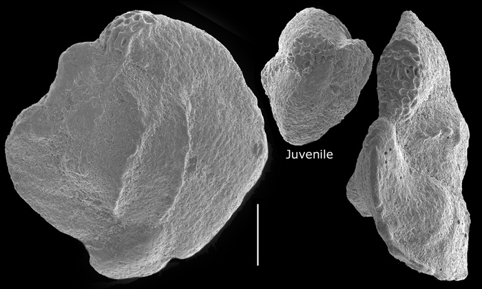 Hauerina pacifica Hauerina pacifica