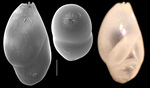 Hemirobulina angistoma