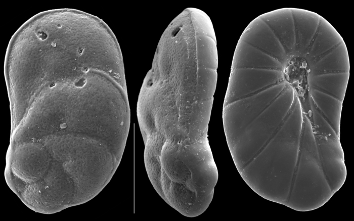 Heronallenia laevis Heronallenia laevis